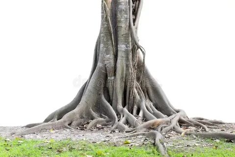 Tree legged