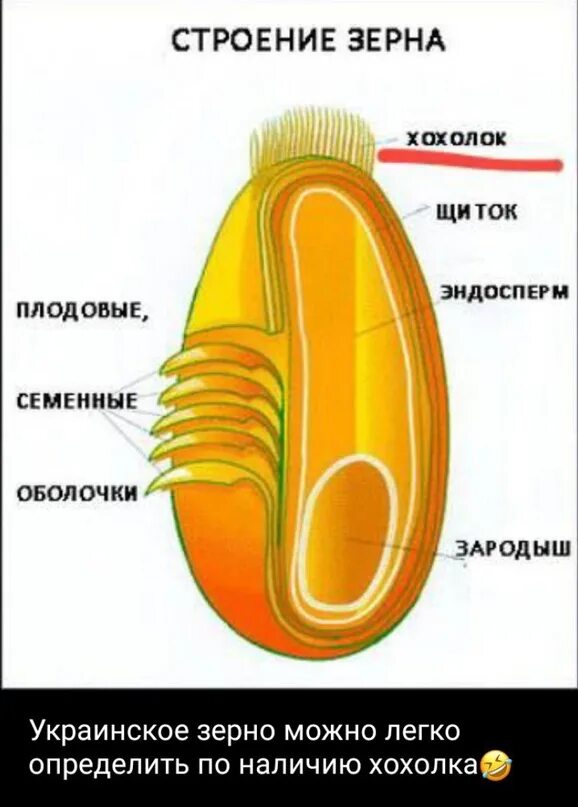 Схема строения зерна пшеницы. Структура зерна пшеницы в разрезе. Состав зерна пшеницы рисунок. Строение зерновки кукурузы.
