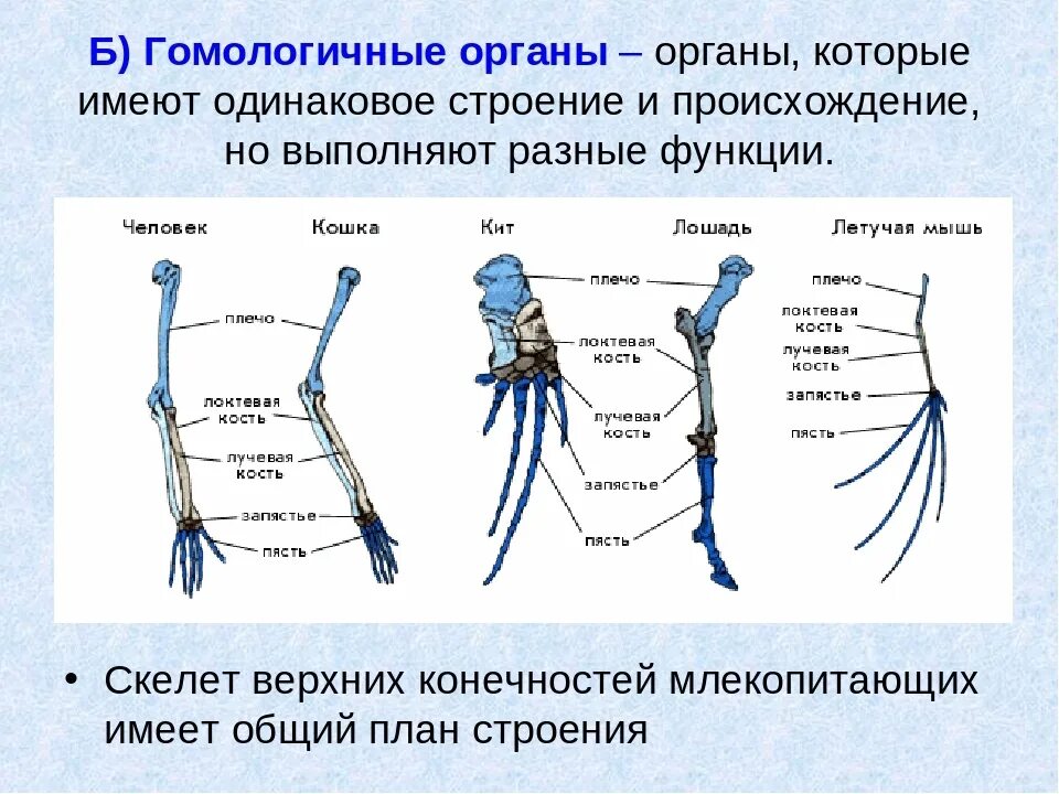 Строение скелета верхней конечности позвоночных животных. Гомология конечностей позвоночных. Общая схема строения передней конечности наземных позвоночных. Скелет передней конечности млекопитающих.