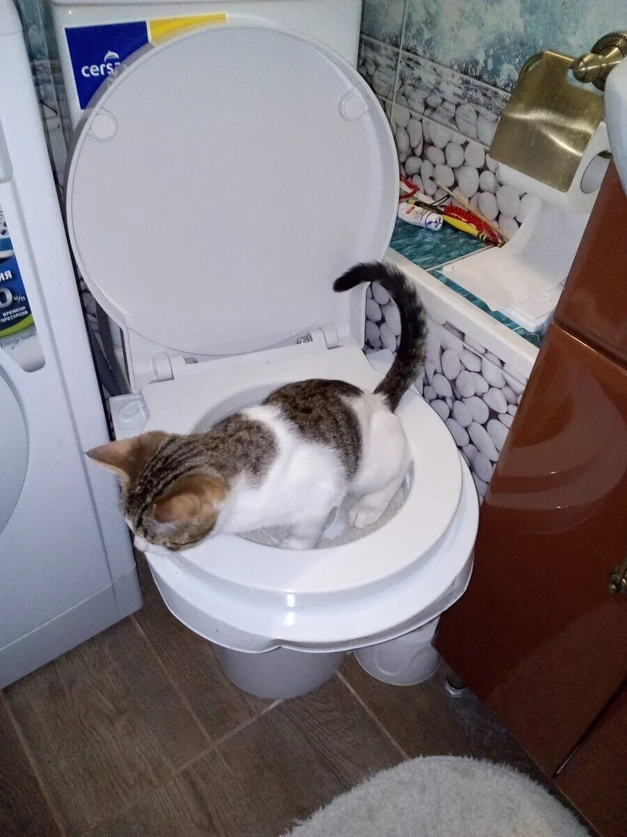 Как приучить кошку к унитазу после лотка. Приучение котенка к унитазу. пр учение кота к унитаз. приучение кота к унетаз. унитаз для кошек.