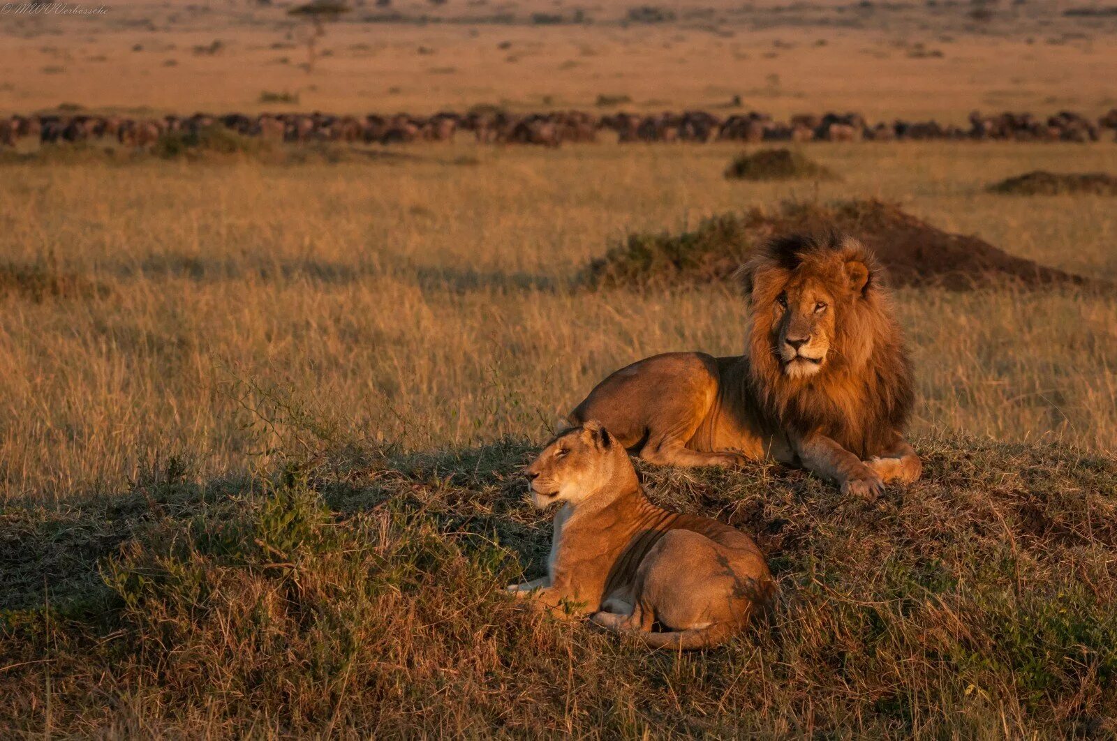 лев охотится. лев тарангире. дикий мир африки львы. дикий мир африки львы. лев блэк лайон.