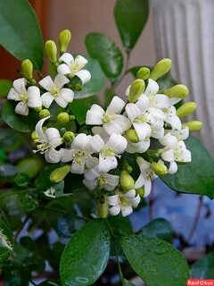 Комнатное растение мурайя