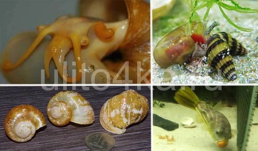 ахатина фулика альбинос. улитка ахатина раковина. ахатина фулика альбино боди. улитка ахатина. улитка ахатина внутри раковины.