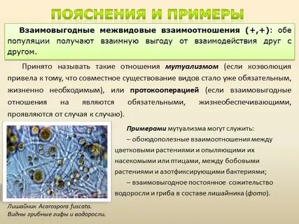 Лишайник тип взаимоотношений