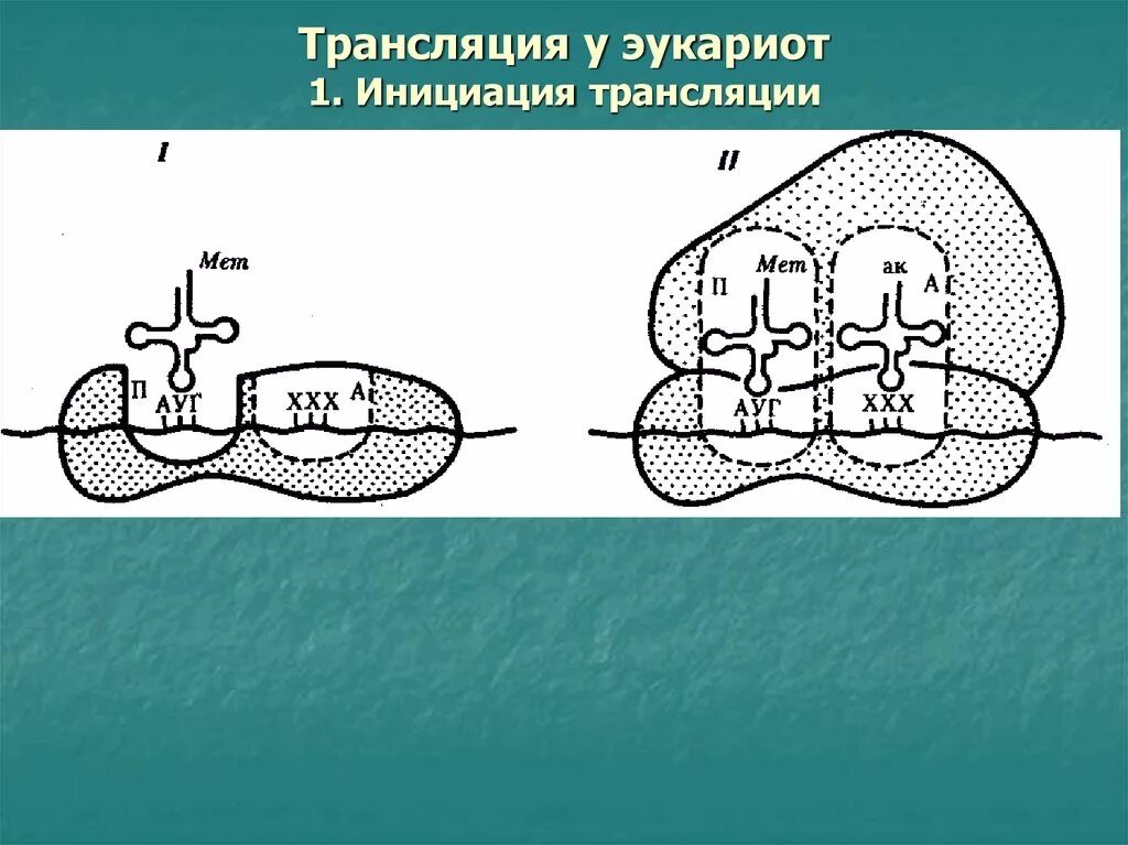 Мет трансляции. Мет трансляции