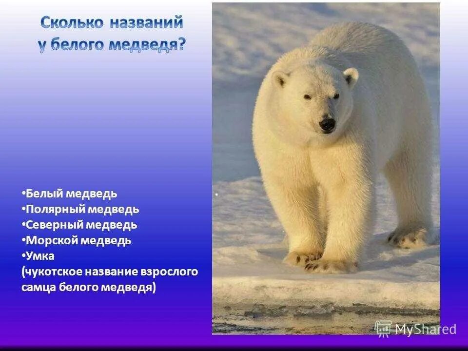 Текст белый медведь 4 класс. Сообщение о белом медведе. Доклад про белого медведя. Рассказ о белом медведе. Раксза о белом медведе.