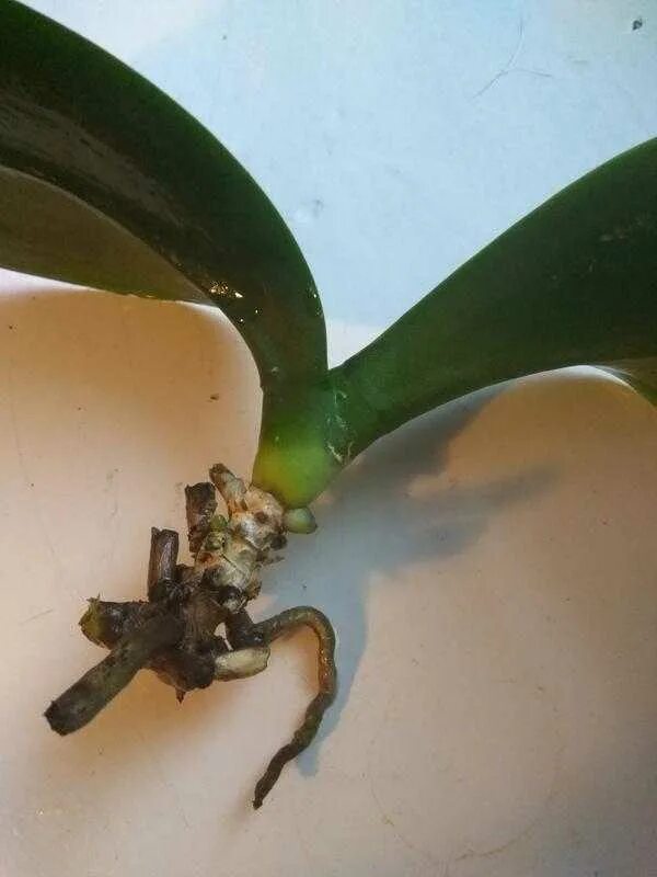 Спасти орхидею. Спасение орхидеи. Спасти фаленопсис. Орхидея засохла.