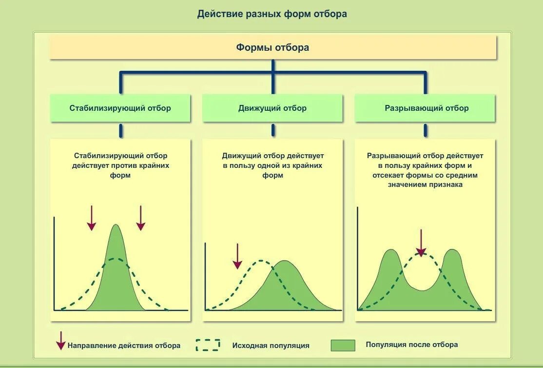 Схема действия форм естественного отбора. Схема движущего естественного отбора. График стабилизирующего естественного отбора. Движущий отбор стабилизирующий отбор дизруптивный отбор. Приведите примеры изменений условий среды