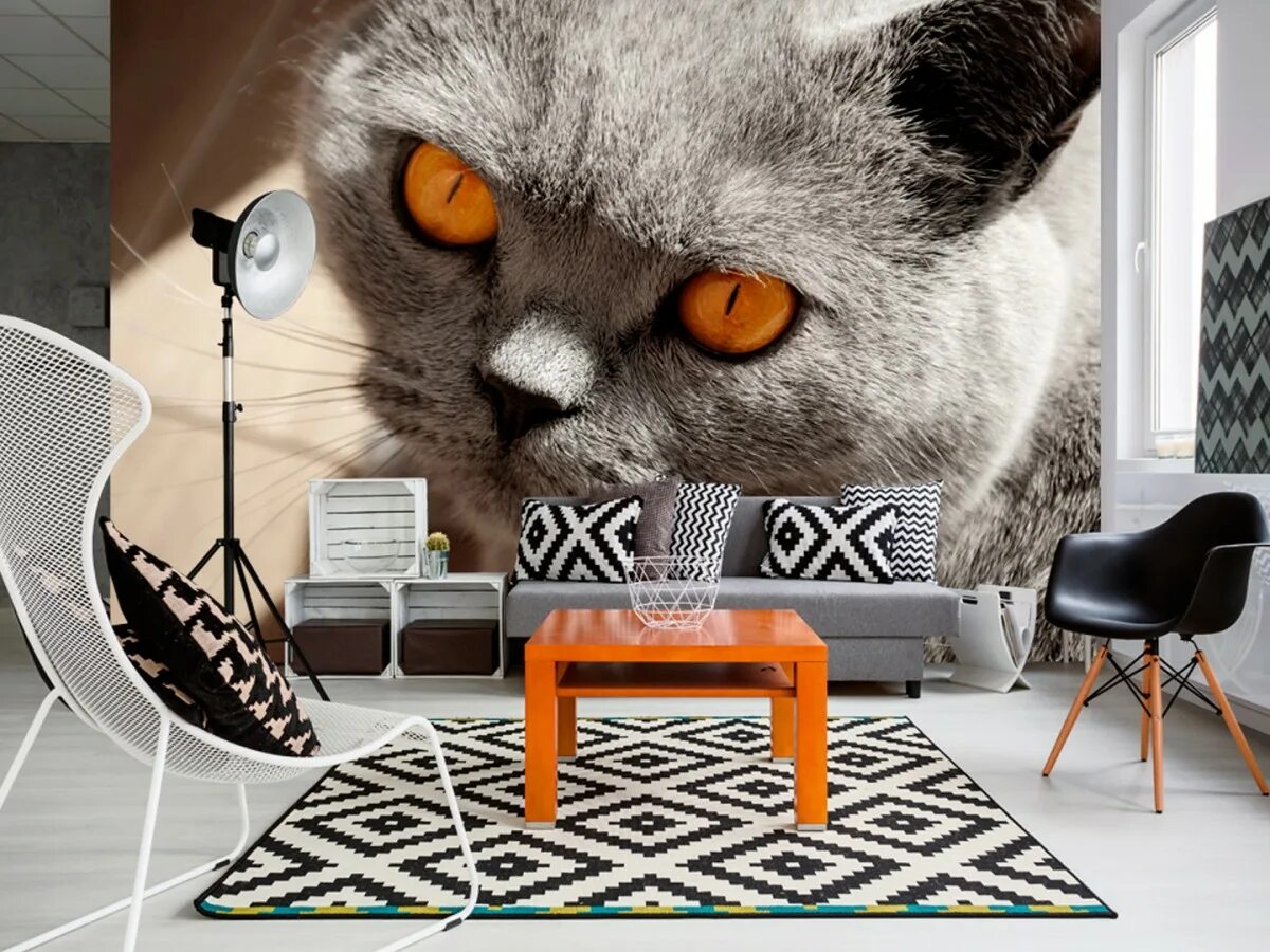 Кот со стенами. Фотообои кошки в интерьере. фотообои кошки на стену. комната для кота. комната с котами.
