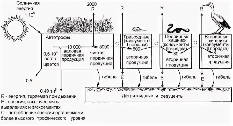 Первичная продуктивность экосистемы. Валовая первичная продукция экосистемы. Первичная продукция биогеоценоза. Биомасса и продуктивность экосистем. Последовательность увеличения биологической продуктивности природных зон