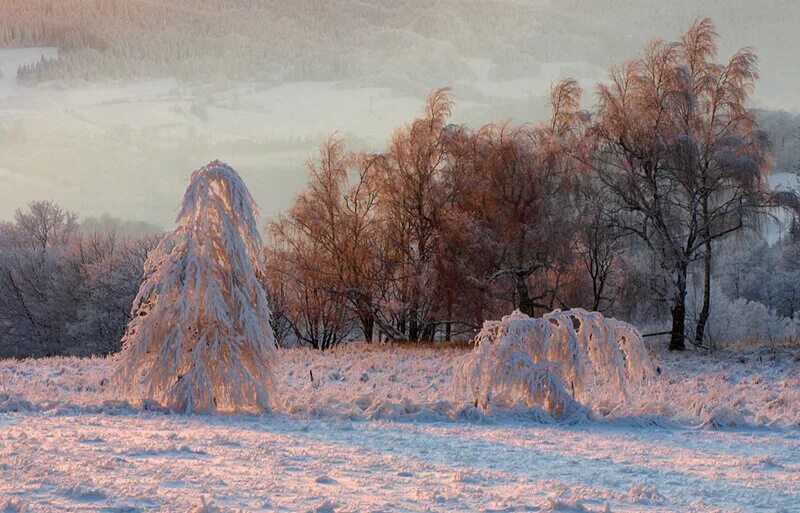 Дуб и береза зимой. Среди стволов метель. Деревья в лесу зимой. Среди стволов метель вдруг деревьев. Среди стволов поднялась метель разбор по членам предложения.