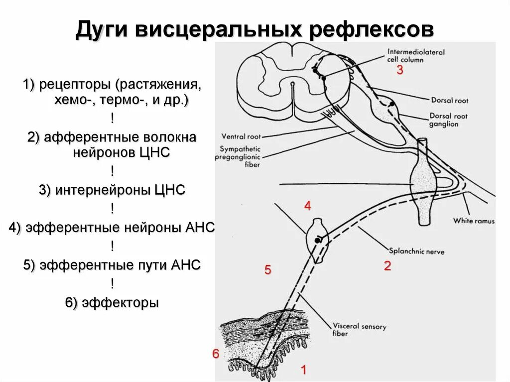 Парасимпатическая рефлекторная дуга схема. Висцеральная рефлекторная дуга. Рефлексы вегетативной системы. Рефлексы вегетативной нервной системы.