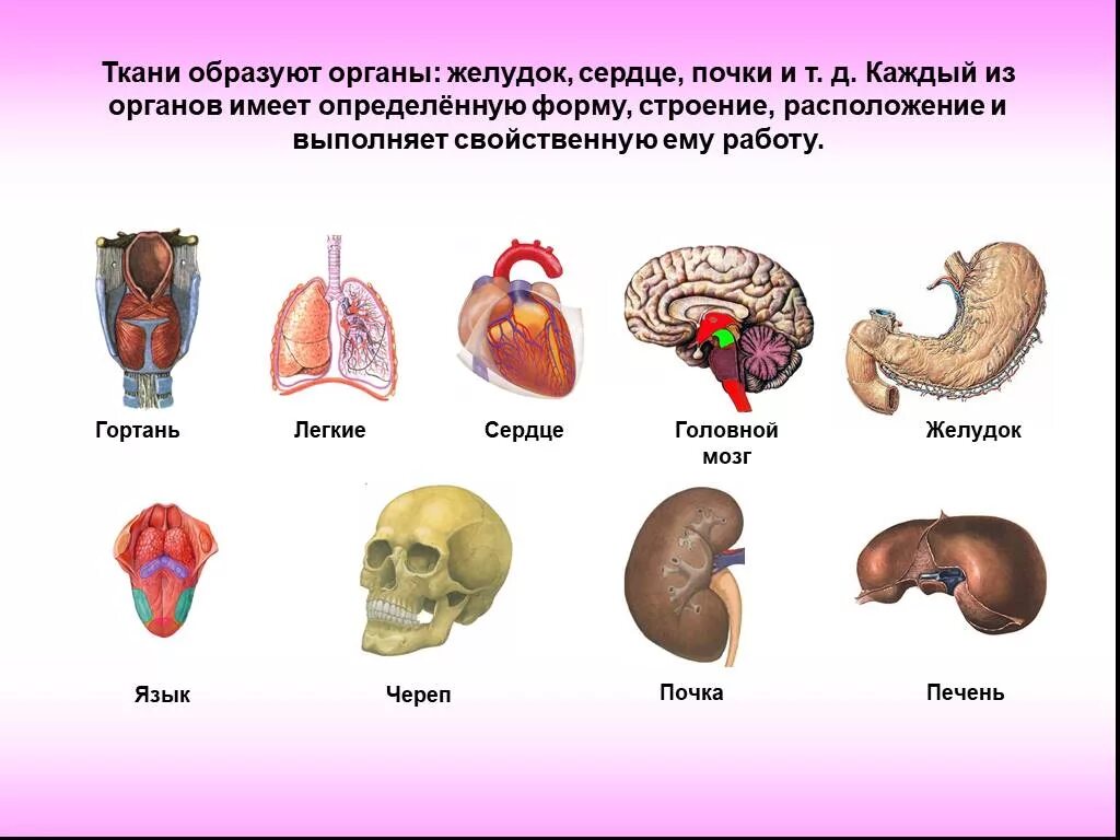 Органы образующие элементы. Внутренние органы человека. Организм человека с названиями органов. Органы человека картинка. Расположение органов человека для детей.