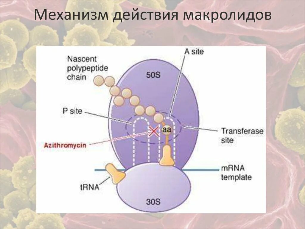 Макролидные антибиотики механизм действия. Макролиды антибиотики механизм действия. Механизм действия тетрациклинов схема. Механизм антимикробного макролидов. Синтез белка в бактериальной клетке