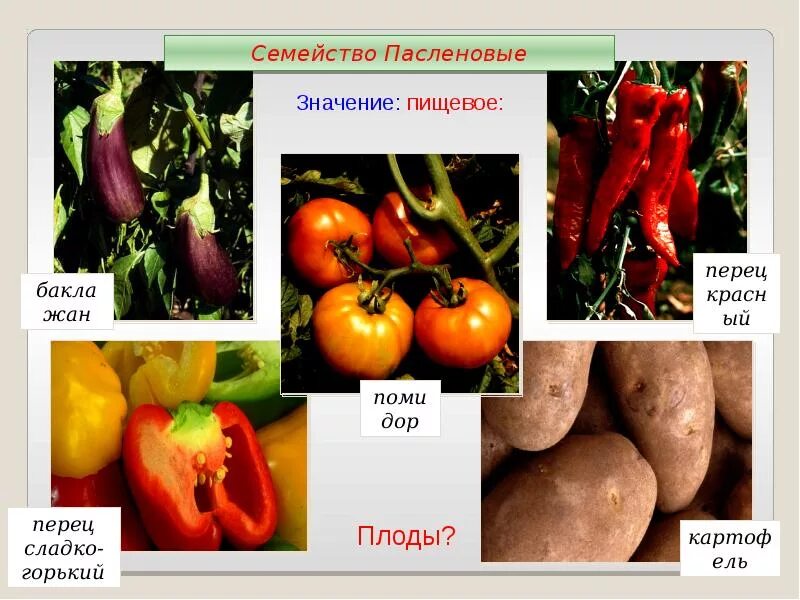 Человек разводит овощные культуры семейства пасленовые. Класс двудольные семейство Пасленовые. Пищевые Пасленовые растения. Двудольные растения Пасленовые. Семейство Пасленовые плод картофеля.