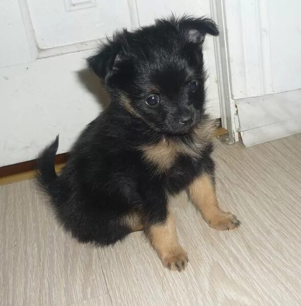 помесь той терьера и шпица. метис тоя и шпица. метис тоя и шпица. помесь шпица и терьера. помесь шпица и той терьера.