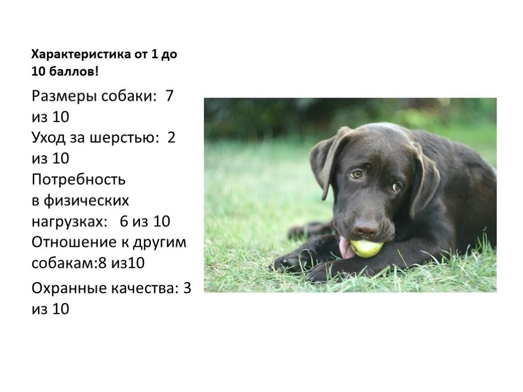 Описание немецкой овчарки кратко. Ротвейлер собака описание. Рассказ о собаке. Сибирский хаски породы собак. Шпиц рассказ о породе.