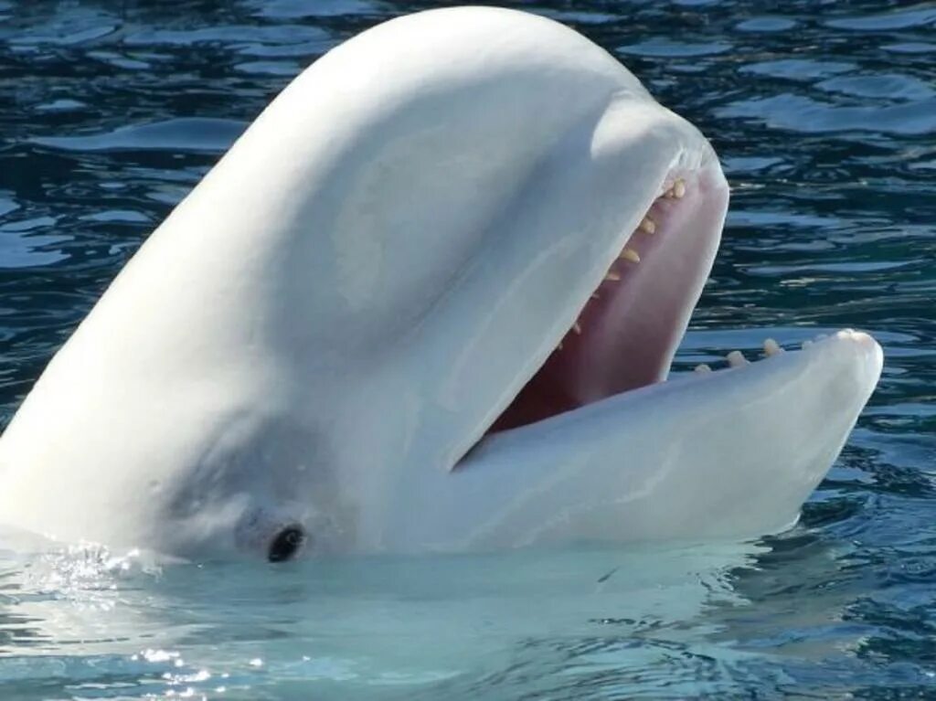 Касатка Дельфин Белуха кит. Дельфин и косатка и Белуха. Кашалот Белуха. Китообразные зубатые.