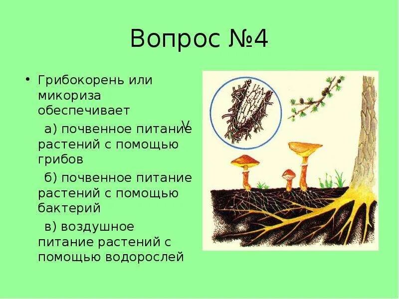 Что такое микориза у грибов. Микориза функции. Микориза грибокорень. Микориза осины. Почвенный гриб микориза.