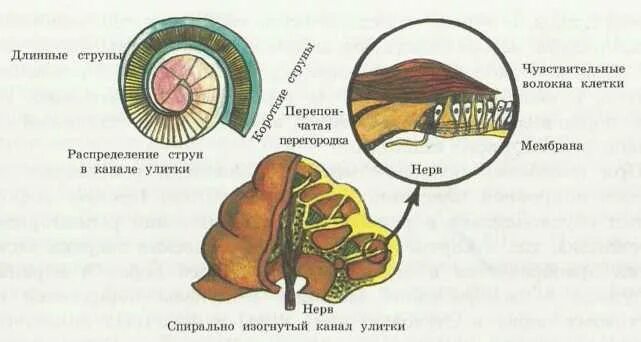 Какую функцию выполняет улитка. Строение улитки уха анатомия. строение улитки уха. улитка в ухе строение. строение улитки человека.
