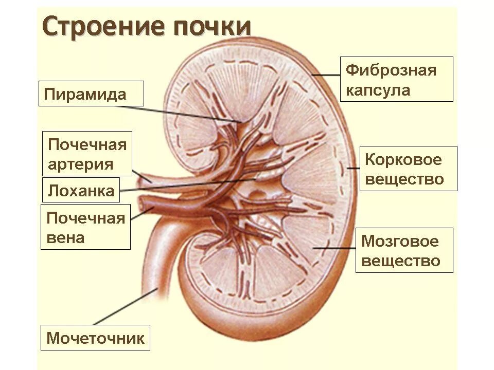 Строение структуры почки. Строение почки человека анатомия. внутреннее строение почки анатомия. почечная лоханка строение анатомия. строение почки почечная лоханка.