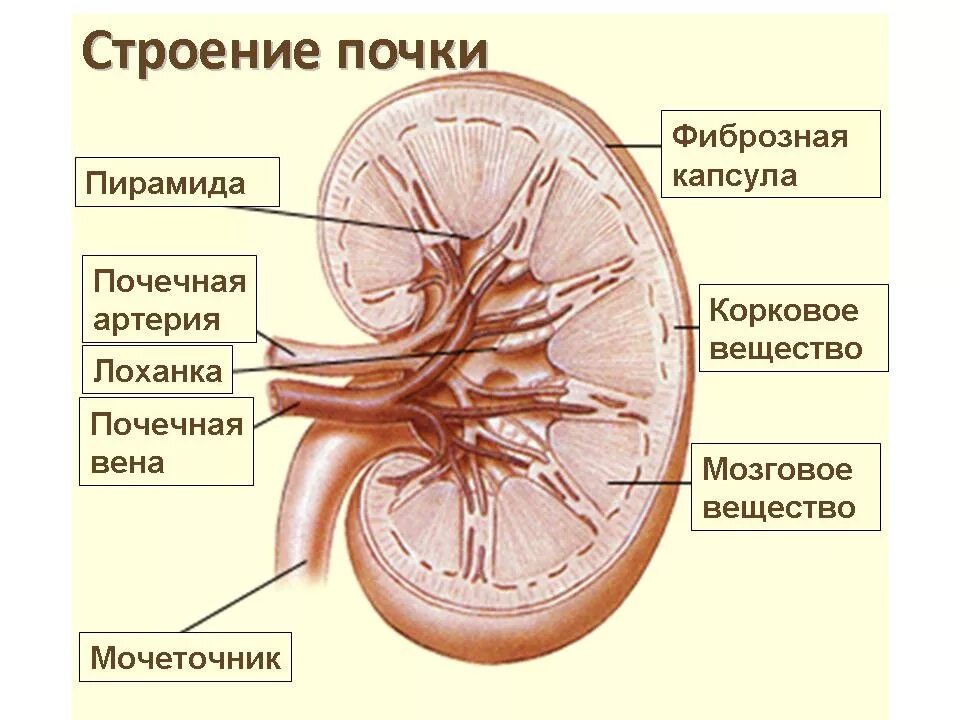 Почка анатомия человека. Строение почки человека анатомия. Внутреннее строение почки анатомия. Почечная лоханка строение анатомия. Внутреннее строение почки схема.