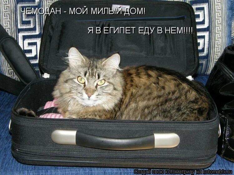 Почему я не еду в египет. Только самое необходимое. Берем только самое необходимое. Говорящий чемодан. Возьми только самое необходимое.