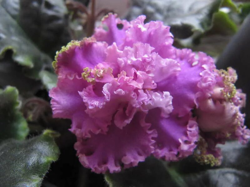 фиалкафуксивое кружево. фиалка ле фуксиевое кружево. фиалка фуксиевое кружево. фиалка кружево. рм-королевские кружева.