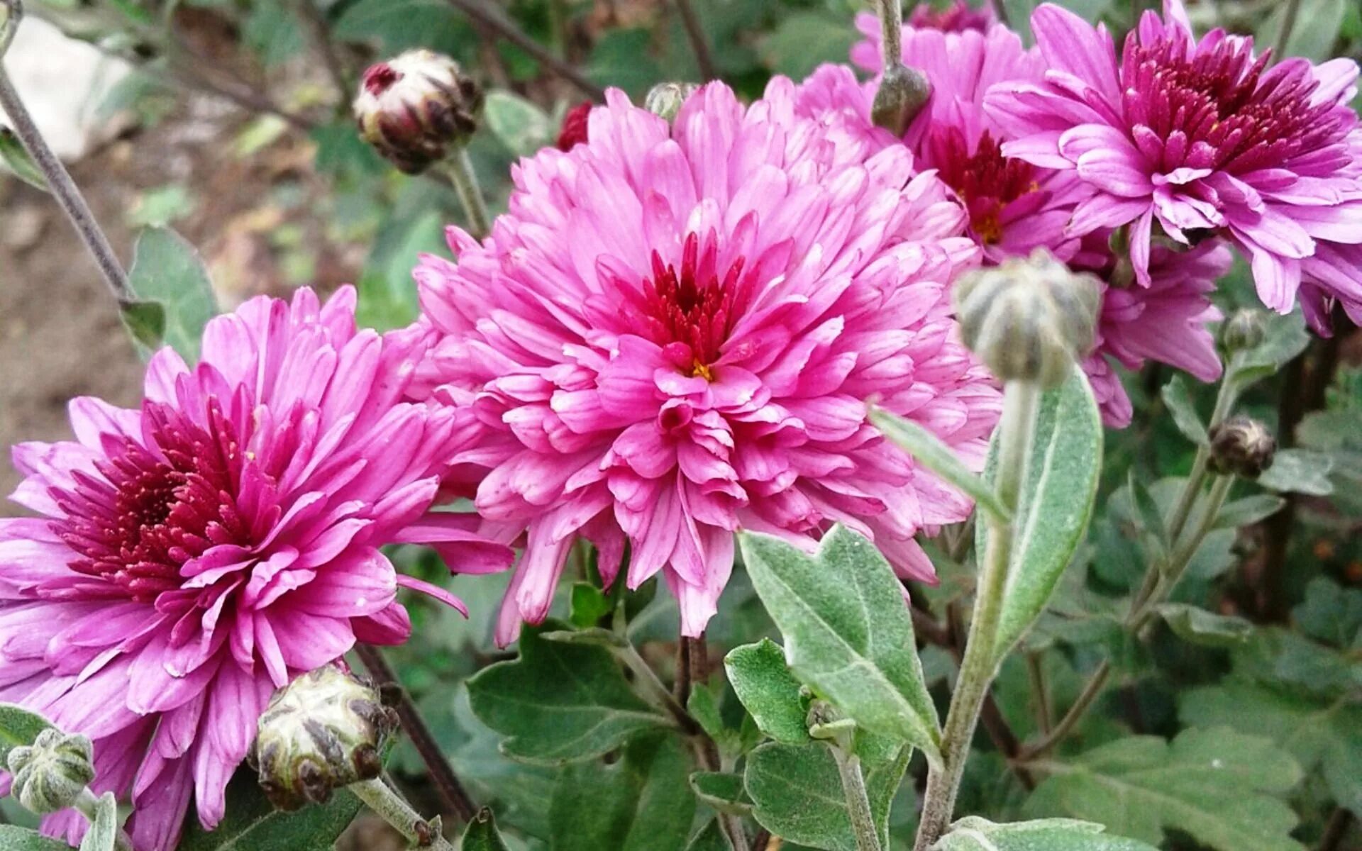 Купить семена Хризантема Chrysanthemum Isabelle в Москве: доставка семян по Росс