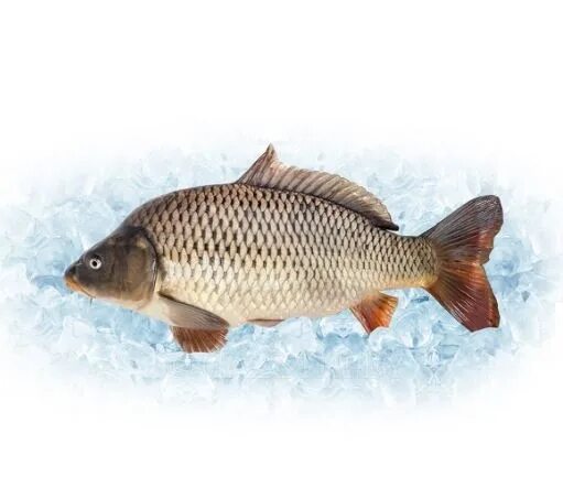 свежая рыба. сазан и карп. карп живой 1кг. карп обыкновенный – cyprinus carpio. карп обыкновенный – cyprinus carpio.