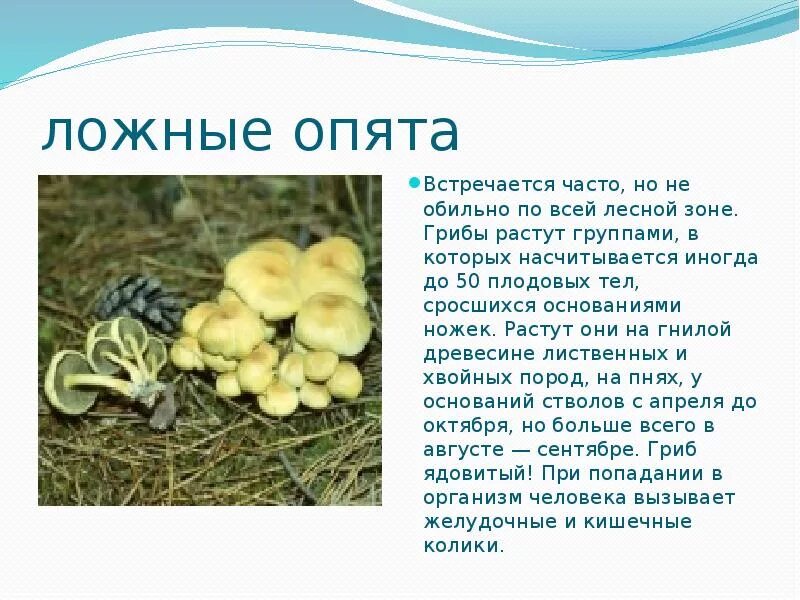 Гриб сообщение 3 класс окружающий. Ложные опята сообщение 2 класс. ложные опята краткое описание. сообщение о съедобных грибах. сообщение о ядовитых грибов.