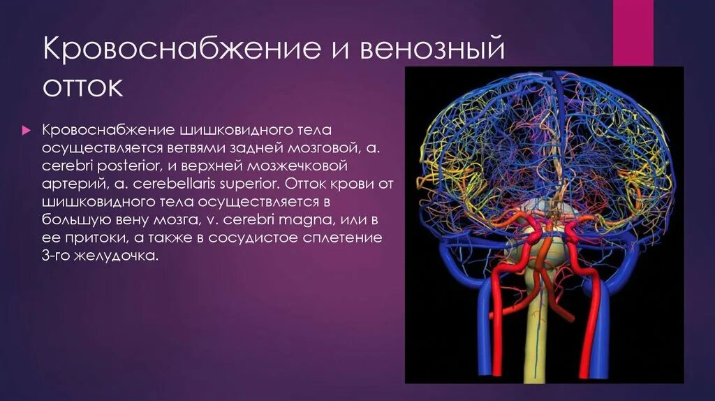 Нервные сосуды головного мозга. Кровоснабжение эпифиза и гипофиза. Кровоснабжение и венозный отток. Кровоснабжение шишковидного тела. Эпифиз кровоснабжение иннервация.