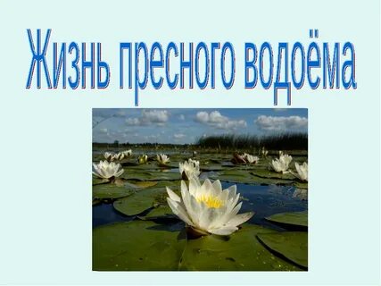 Жизнь пресного водоема 4 класс