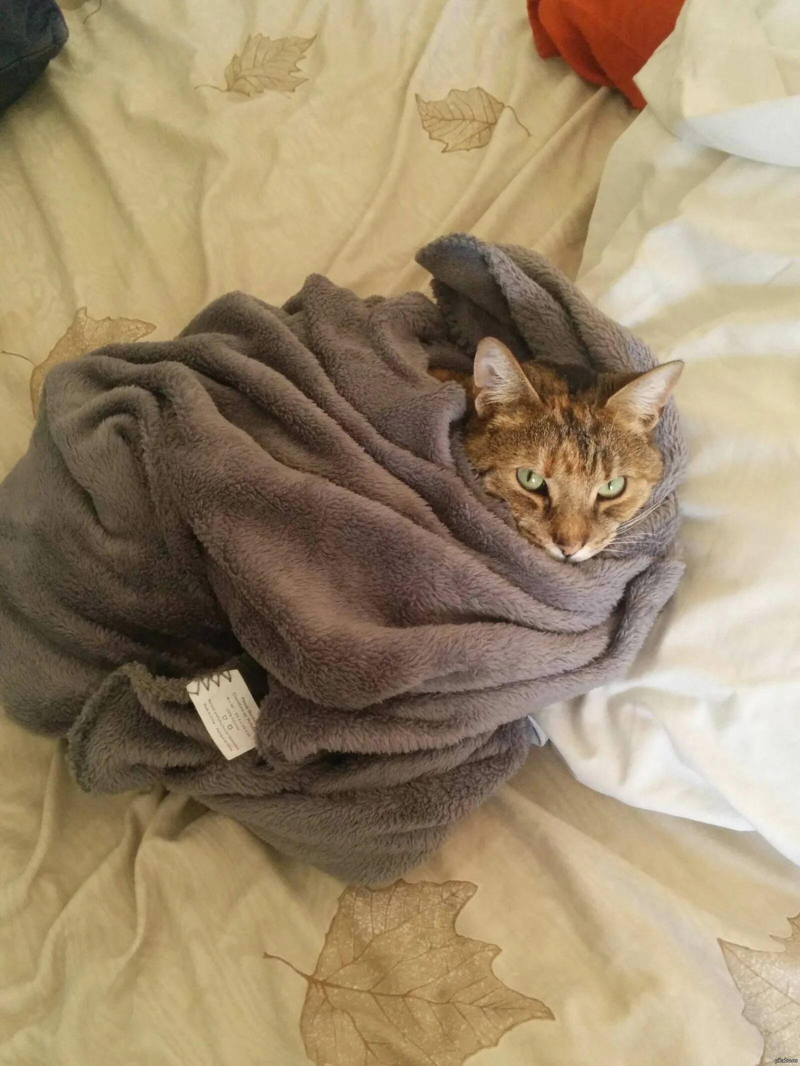 Кот в одеяле. Кот под одеялом. укутаться в плед. котенок закутанный в одеяло.