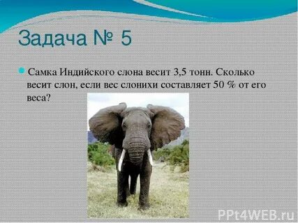 Общая масса слона со слоненком 59