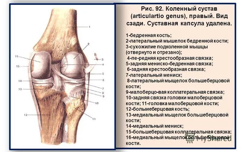 Задний мыщелок. Медиальный мыщелок коленного сустава. Мыщелковая кость коленного сустава. Мыщелок бедренной кости в коленном суставе.