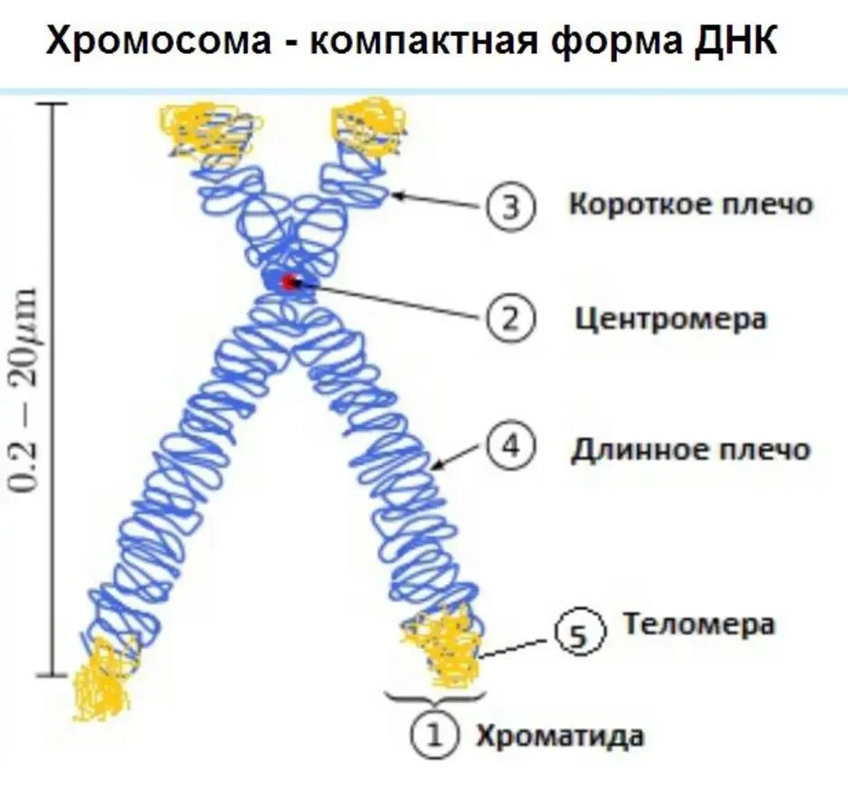 Хромосома гистология. Структуры хромосомы рисунок. строение хромосомы рисунок. хромосома схема. подробное строение хромосомы.
