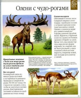 Чудо рога