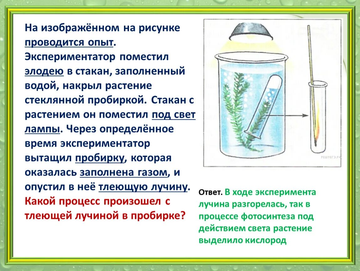 На изображенном рисунке проводится опыт. Зарисовка опытов. Опыты с растениями. Опыт с элодеей.