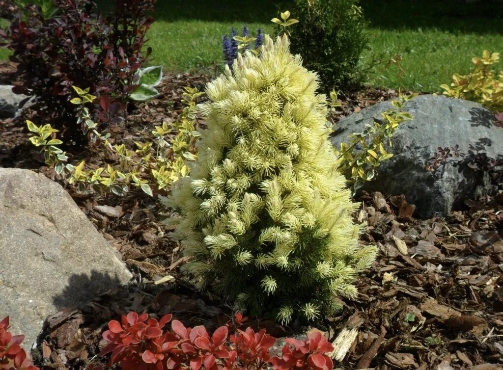 Ель канадская daisy's white (дейзи вайт). Ель канадская дейзи уайт (picea glauca daisy's white). Дейзи уайт фото. Дейзи уайт фото. Ель канадская дейзи.