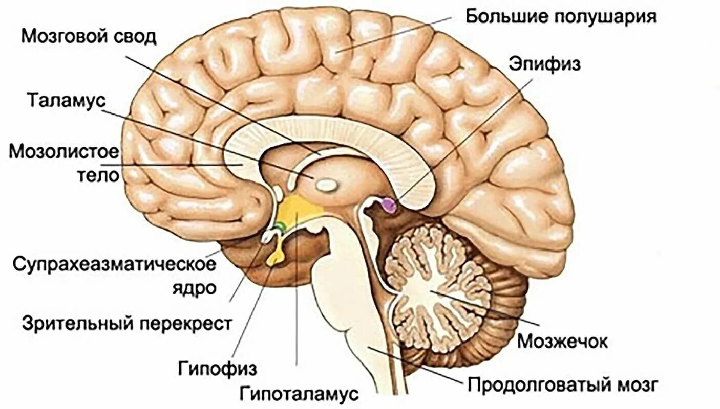 Гипофиз в каком мозге. Гипофиз гипоталамус шишковидная железа. Головной мозг анатомия гипоталамус. Строение головного мозга гипоталамус. Гипофиз промежуточный мозг.