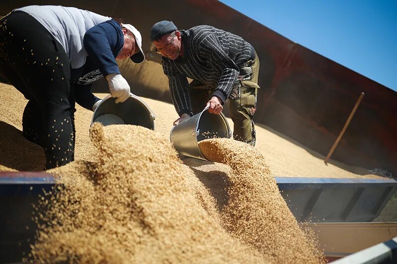 Украинское зерно. Высыпали зерно. Перевозка сельхозпродукции. Пшеница груз. Зерно сыпется.