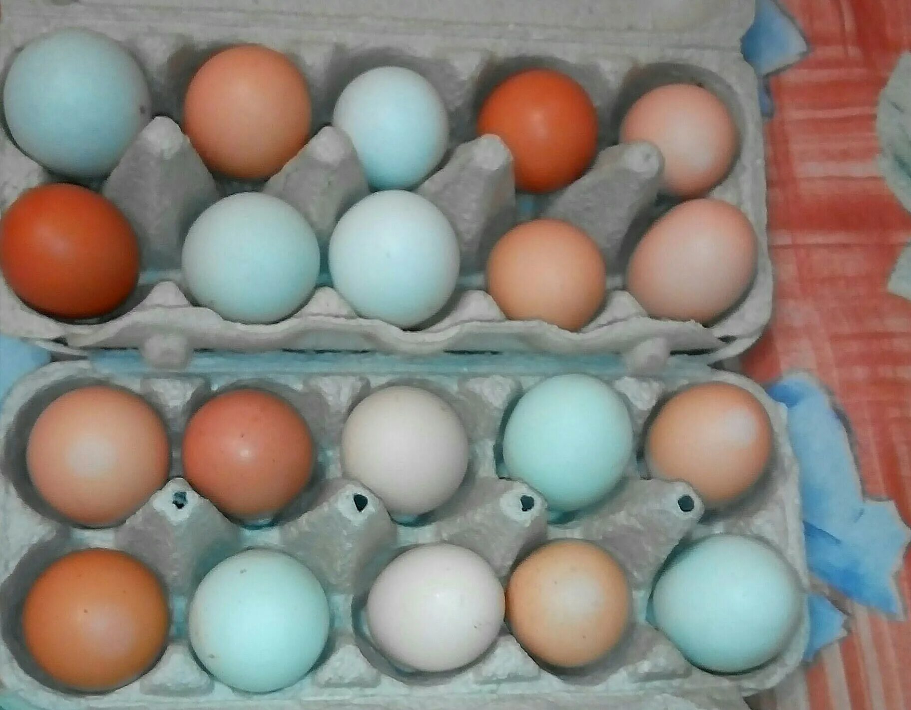 Голубые куры и голубые яйца фото Курица купить в Нальчике Животные и зоотовары Авито