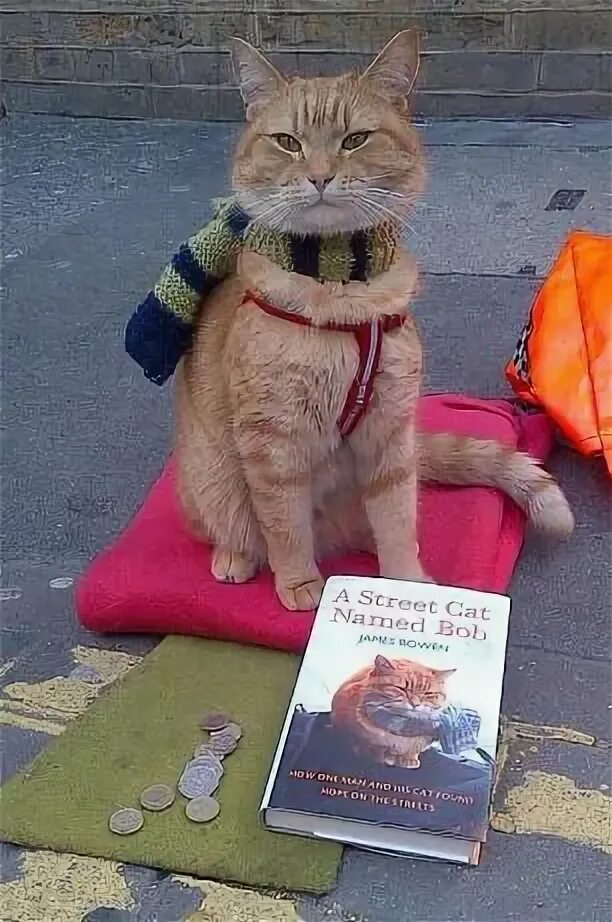It was a cat named. Кот боб. a street cat named bob книга. кот боб памятник.
