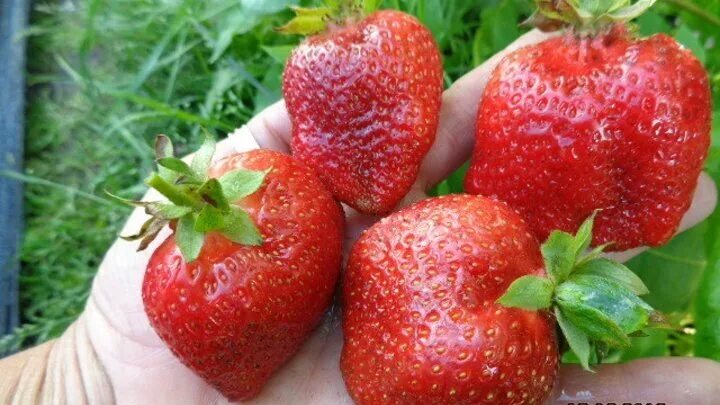 Саженцы клубники ранний сорт Брилла FRIGO купить в Минске недорого, цена