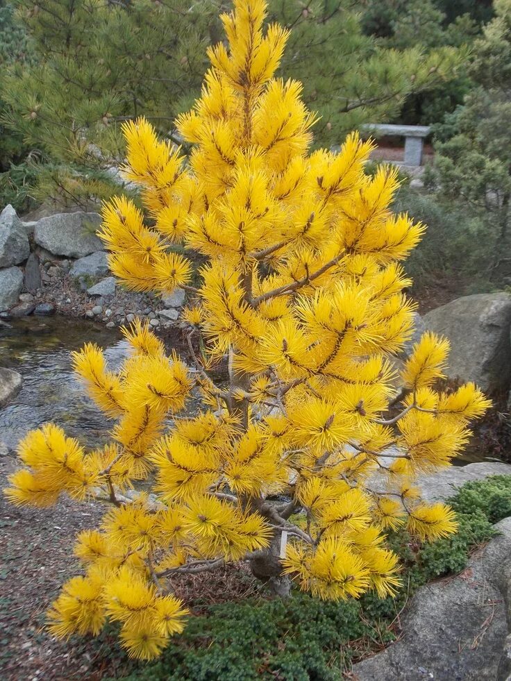 Сосна веймутова"ауреа". Pinus contorta golden striker. Сосна обыкновенная ауреа. Сосна желтая pinus ponderosa. Желтая хвойные.