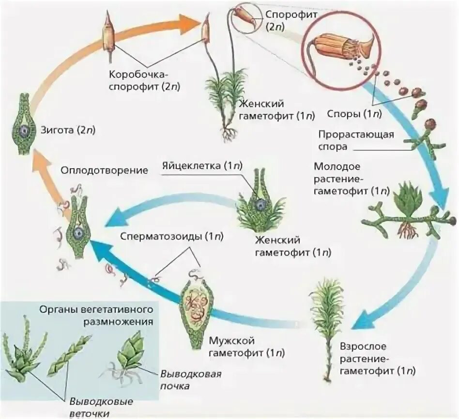 Этапы жизненного цикла мхов. Жизненный цикл хвоща. Кукушкин лен жизненный цикл. Жизненный цикл мха ЕГЭ биология.
