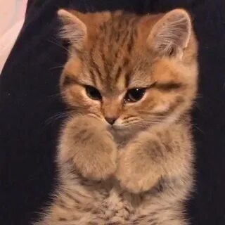 Котенок перебирает лапками