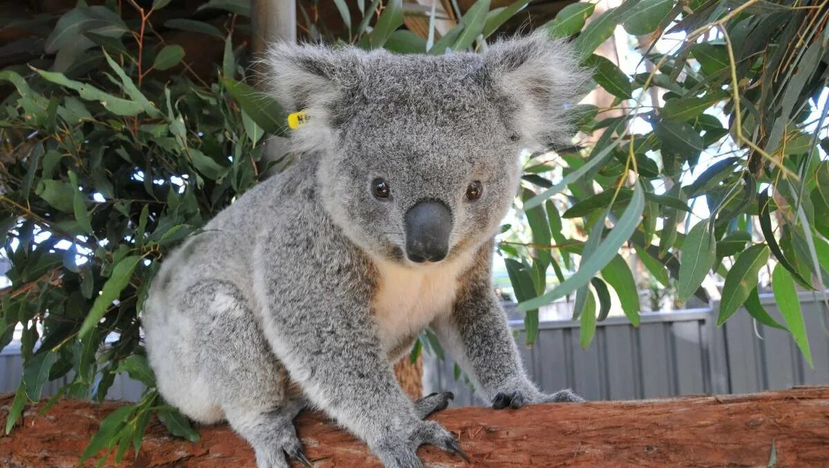 Коала. Кармик коала. Коала вид сбоку. Коала в полный рост.