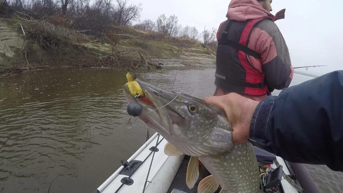 Какая рыба водится в реке оби. Колпашево Томская рыбалка. Рыбалка в Колпашево. Река Обь рыбалка. Колпашево Томская область рыбалка.